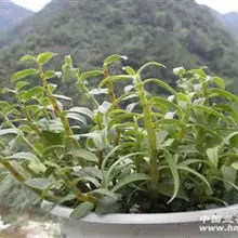 60多岁男人的微信头像铁皮石斛