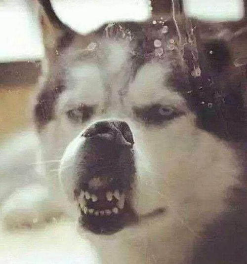 帅气的哈士奇为什么不适合当警犬