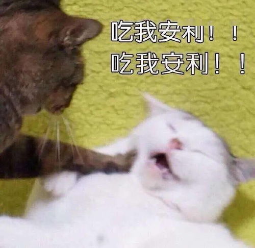 别再追我了表情包小可爱
