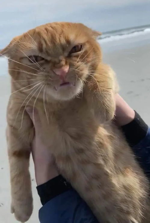 主人带着猫咪去沙滩玩,结果海风把猫吹得直骂街,秒变表情包
