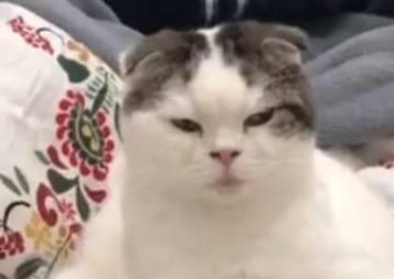 并不是所有猫都能吸动的,看到这些猫只想说小别致长得真东西嘿