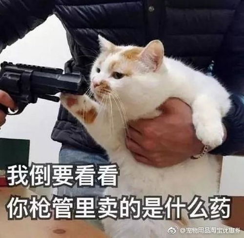 网红猫楼楼因病去世,主人称发病与肥胖脱不了关系
