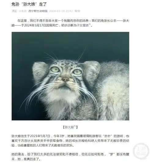 大妈都用什么头像兔狲