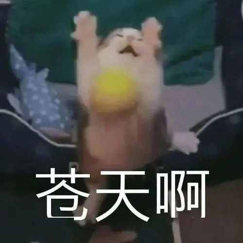 可爱沙雕搞笑表情包快乐回来了