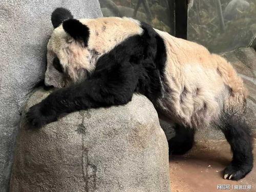 起底熊猫租借真相,丫丫为何不能立刻回国孟菲斯动物园谁在撑腰