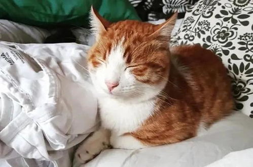 家里的猫粮消耗量异常变大,暗中调查有了结果还学会包养了