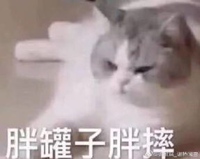 猫的表情包卖萌惆怅