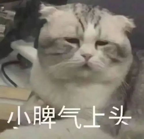 合格铲屎官为什么我家的猫主子突然疯跑