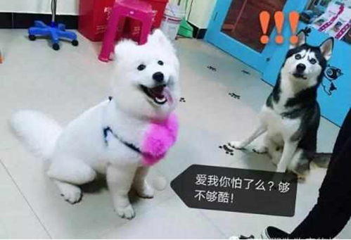 主人给两二货拍照,都跑来抢镜头感,萨摩耶一个表情惊呆了二哈