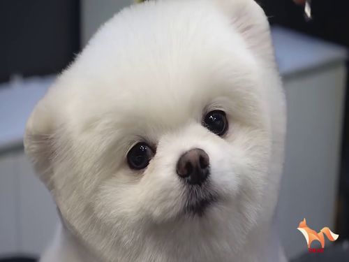家有狗子小博美理发时好乖呀,小表情也太可爱了吧