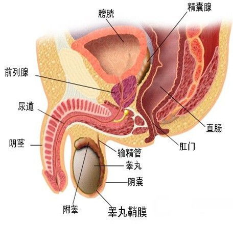 60多岁男人的微信头像前列腺钙化