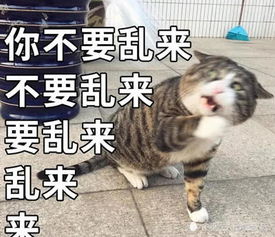 可爱猫咪爆红国外,让老外网友疯狂迷恋,只因表情太魔性