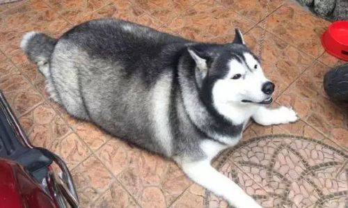 什么样的狗适合当警犬特警小哥哈士奇的亲戚一概不要