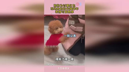 狗狗为讨要红包,现场给奶奶作揖拜年,表情可爱憨厚