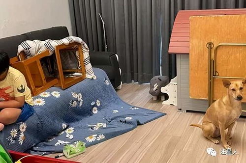 哥哥在家上音乐课吹竖笛,狗子一旁怨念超深,表情好搞笑