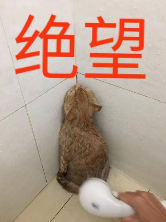 有哪些可爱的表情包