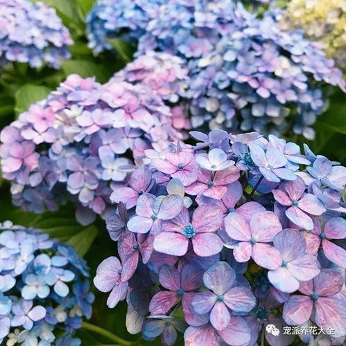 旅行日本盛夏季节的紫阳花,朦胧而缤纷
