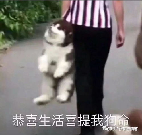 遛狗,养龙真的能赚钱吗