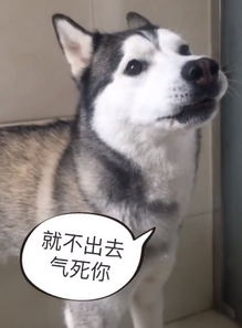 主人在上厕所,让哈士奇出去还不乐意,一说洗澡澡立马撒丫子跑了