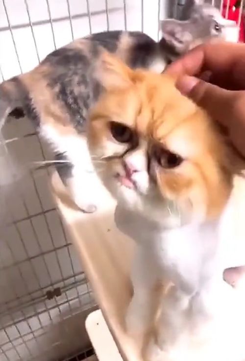 猫咪能有多丑呢看到这只满脸表情包的加菲猫,我是真服了