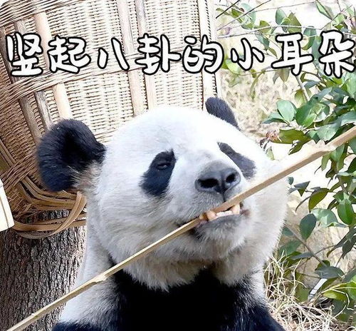 滚滚竟然不止一种气候让熊猫分了家