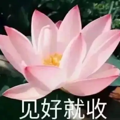 qq头像有字的荷花图片荷花头像图片大全集
