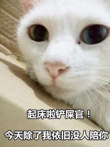 看完这组猫咪表情包后,我哇的一声哭了出来...搜狐宠物搜狐网