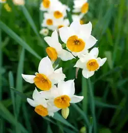 花朵头像微信中年人钱花