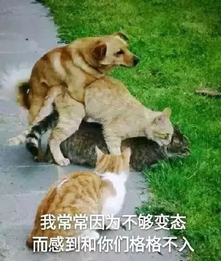 斗图必备表情包i你再这样对我说话会遭雷劈的