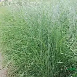 微信头像男40岁韭菜籽