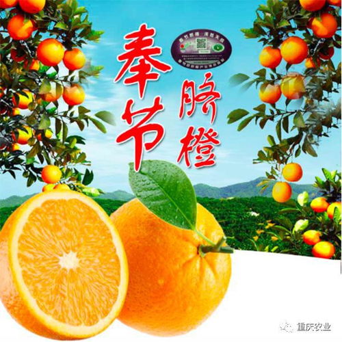 重庆市地理标志产品奉节脐橙