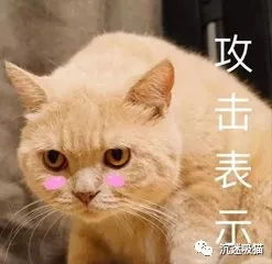 超多猫咪可爱表情包吸猫患者福音来斗图啊,信不信我萌死你