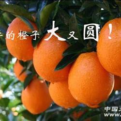 0起拍20斤赣南信丰脐橙买橙子送植料二选一