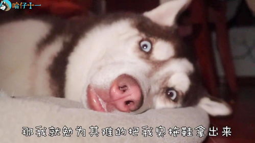 蠢萌二哈表情包臭居居