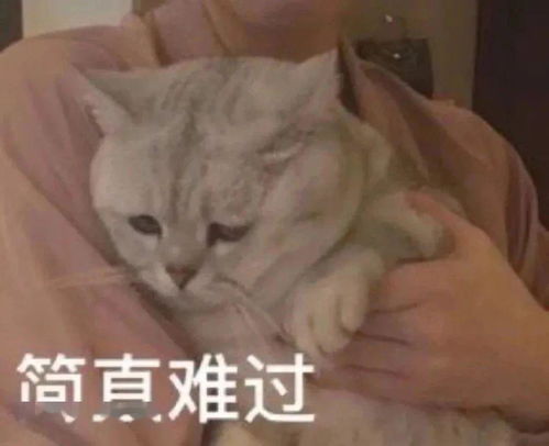 表情包为了狗命,睡觉吧