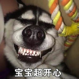 颜王哈士奇的又一力作蠢萌秀