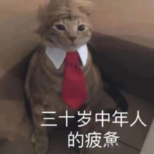 怎么还不放假啊啊啊啊丨第208期猫咪表情包