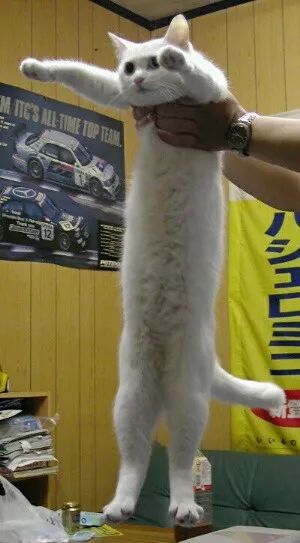 网红液体猫鼻祖nobiko去世了,享年18岁