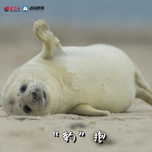 国际海豹日海报新闻送您一组海豹表情包