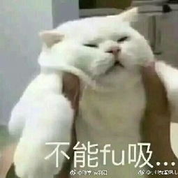 贱萌表情包花三