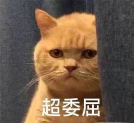 橘猫表情包这只猫各种各样的表情