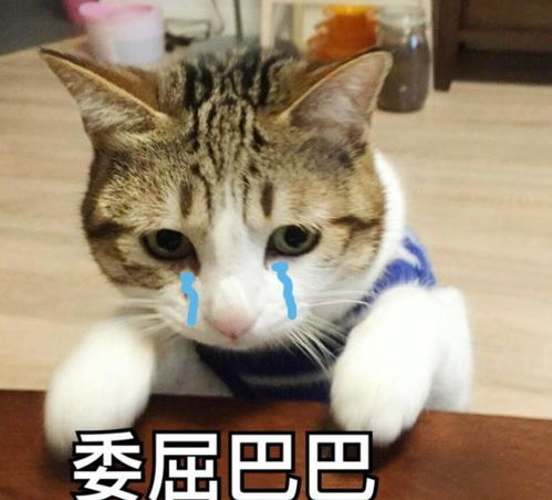猫咪和主人视频通话,结果猫咪眼泪汪汪,越安慰还哭得越厉害,谁说猫咪不懂感