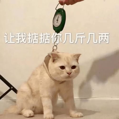第68期喵表情内有69只萌猫,谨慎进入