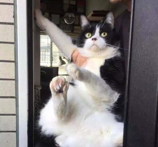 网友家的猫,每次来客人他都要被主人抱着这样送一下客