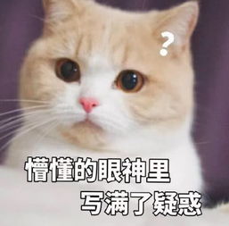 超调皮的聊天专用表情你女朋友到期了,请问续不续费