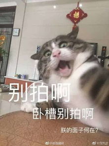 主人逗猫时拍下的照片,果然养猫后表情包都不缺了