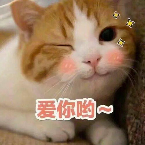 小情侣聊天表情包说不过你但我喜欢你