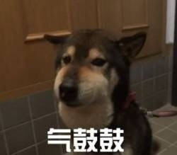 气鼓鼓表情包动物版下载气鼓鼓表情包下载飞翔下载