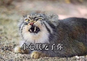 你想过养一只大喵吗