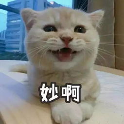 最火表情包揍人猫叫
